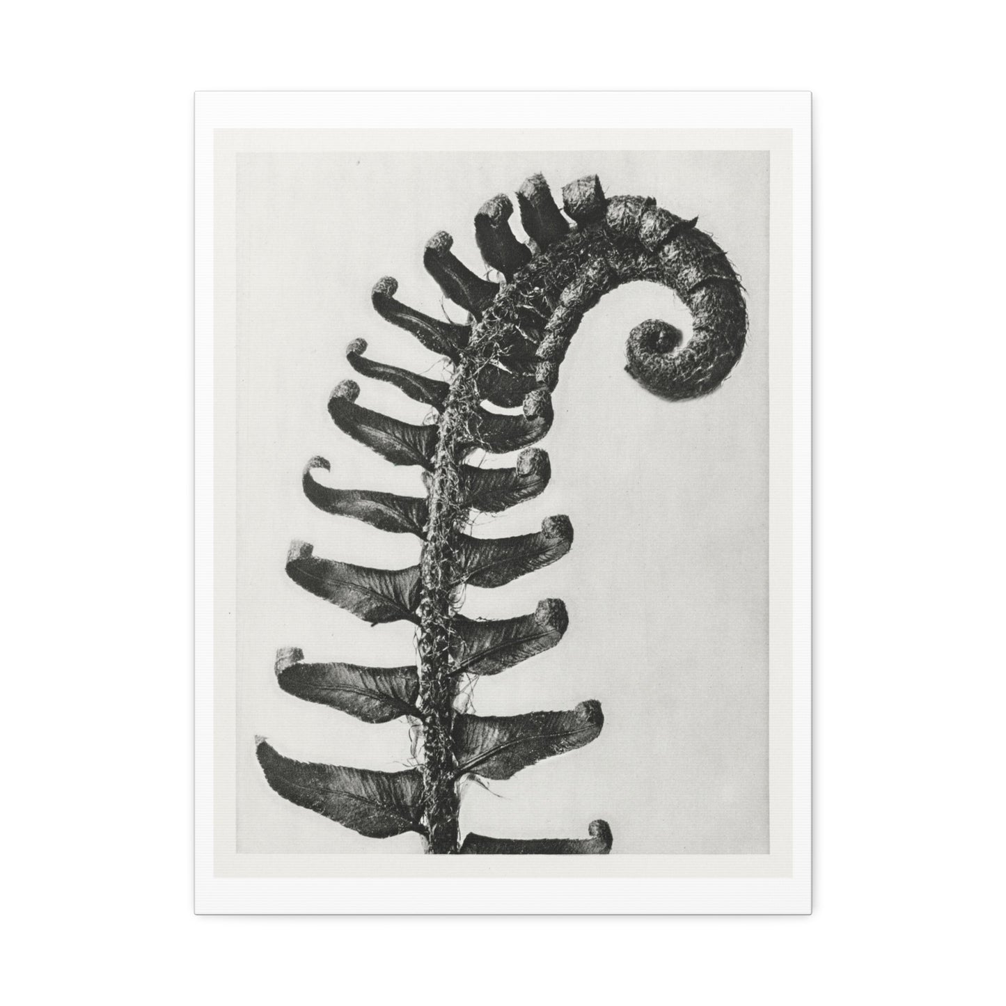 Polystichum Munitum (Prickly Shield Fern) Enlarged Six Times from 'Urformen der Kunst' (1928) by Karl Blossfeldt, Art Print from the Original, on Canvas