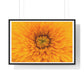 Vibrant Yellow Flower Relaxing Large Wall Art, Framed Print