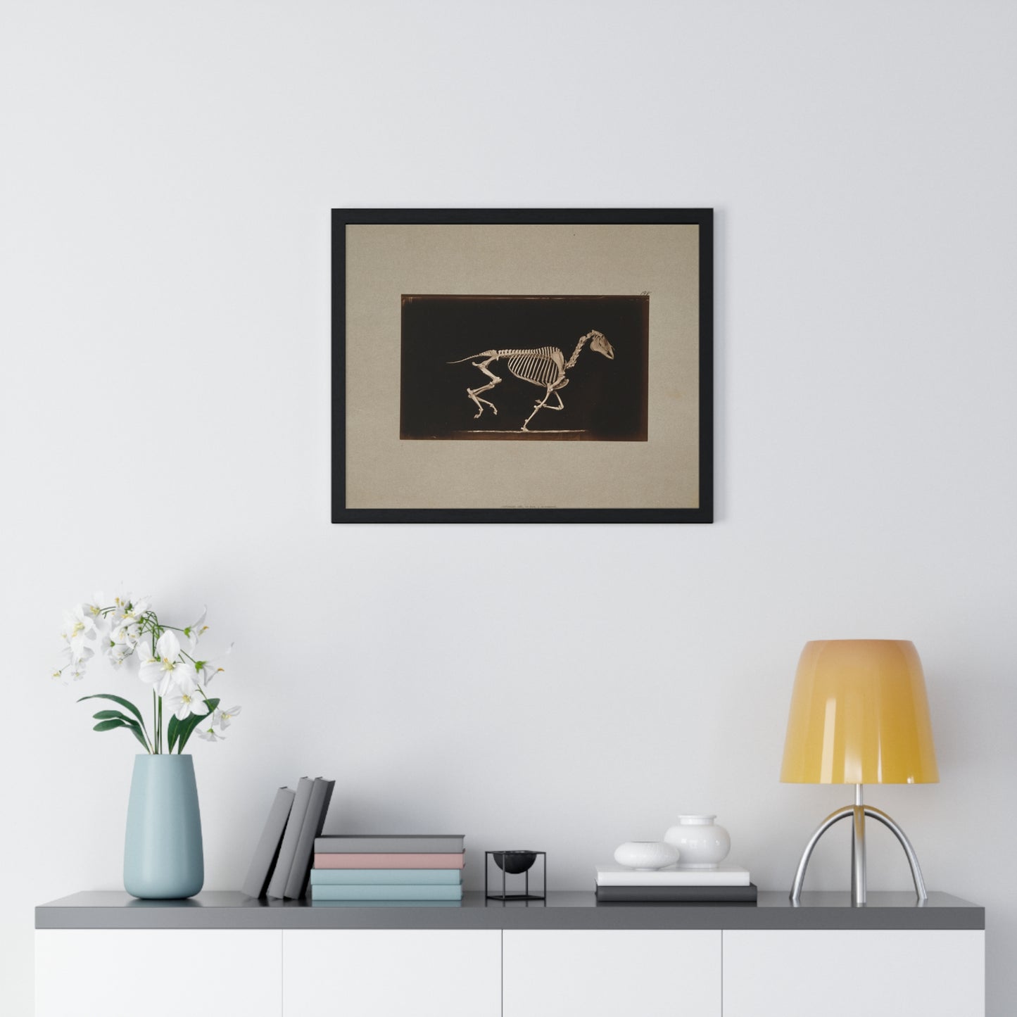 Skeleton of Horse Running, Leaving the Ground (circa 1881) by Eadweard Muybridge, from the Original, Framed Print