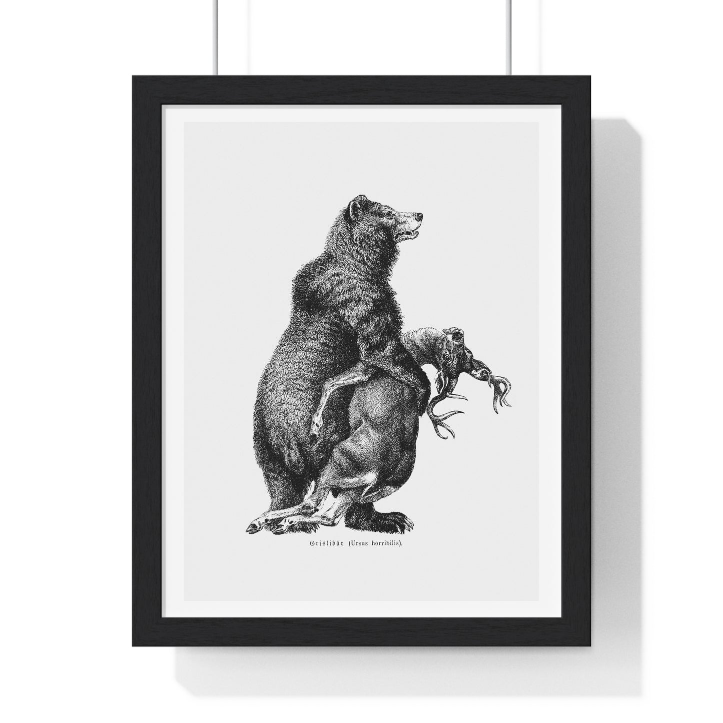 Grizzly Bear from Amerika Eine Allgemeine Landeskunde (1894) by Wilhelm Sievers from the Original, Framed Art Print