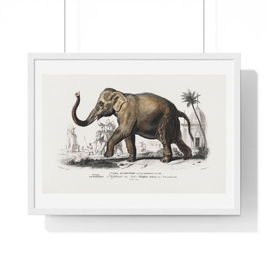 Asiatic Elephant 'Elephas Maximus' Illustration by Charles Dessalines D' Orbigny (1892) from the Original, Framed Print