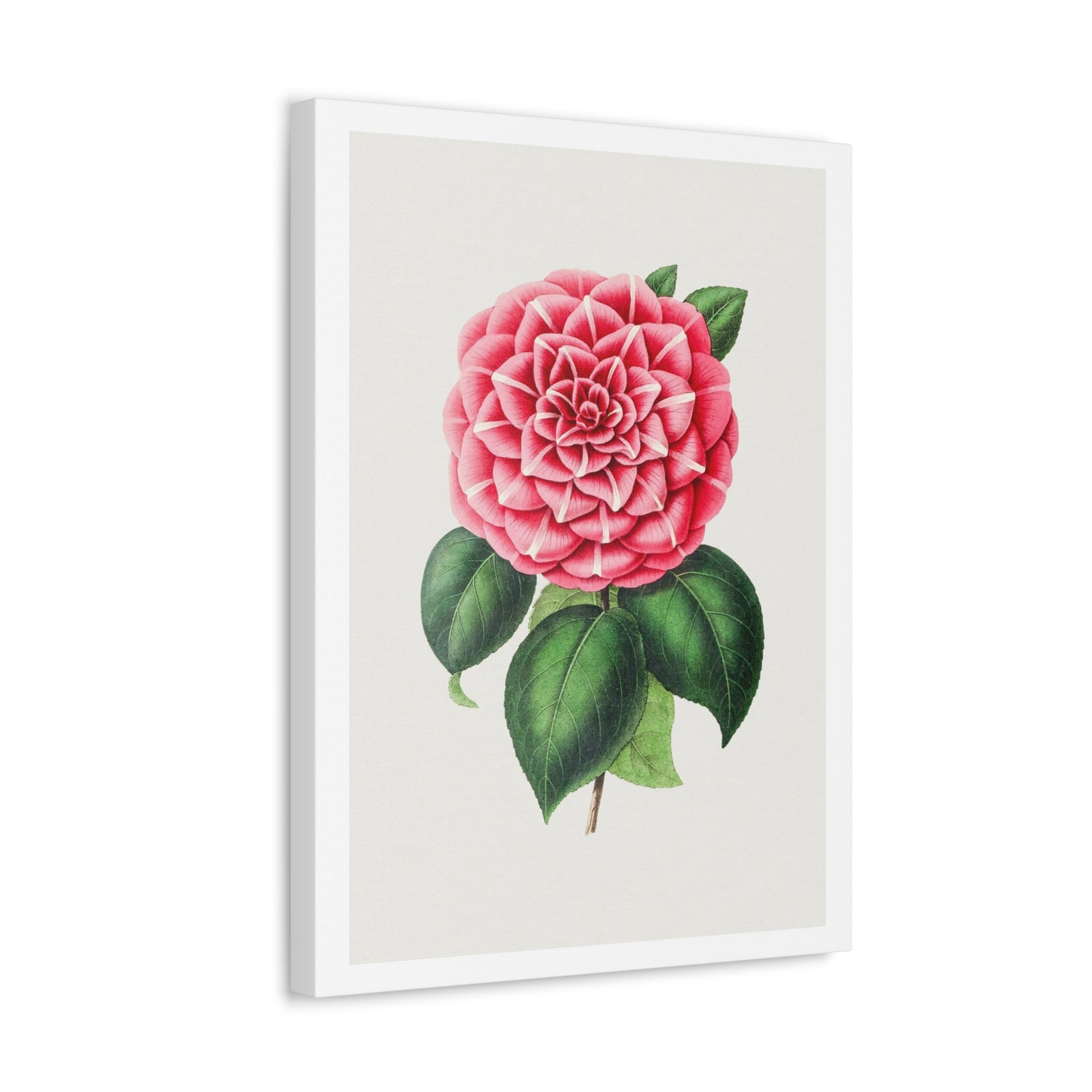 Hand Drawn Red Camellia, Art Print from the Original on Canvas