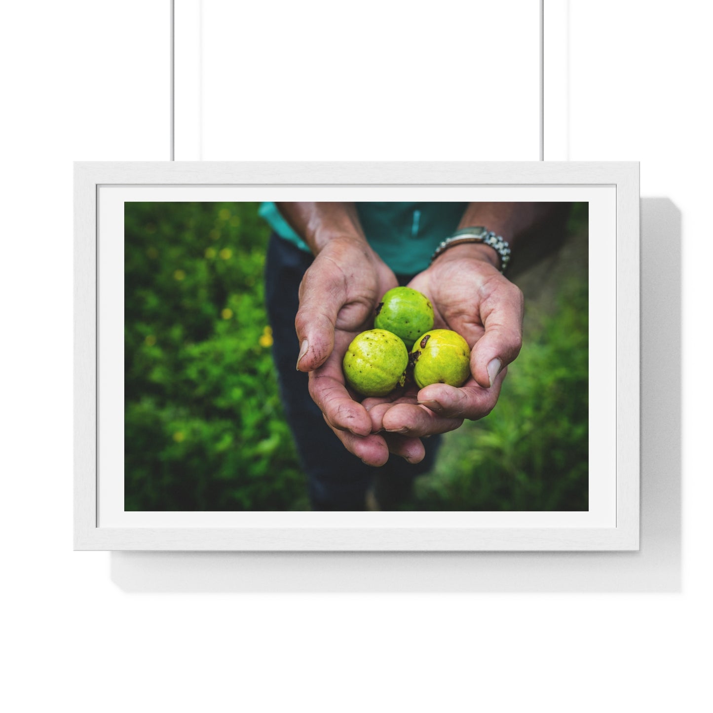 Limes in a Worker's Hands, Photographic Decor, Large Framed Print