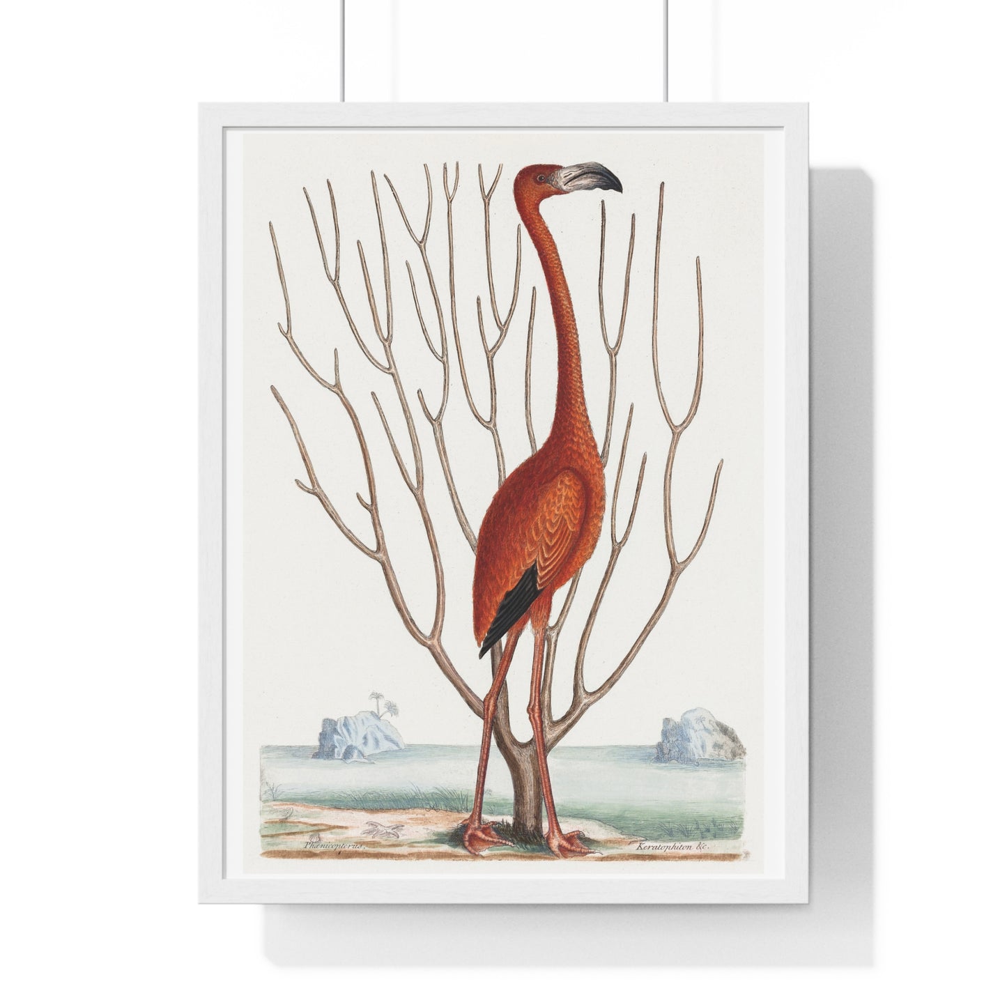 Flamingo (1731–1743) Vintage Illustration by Mark Catesby, from the Original, Framed Art Print