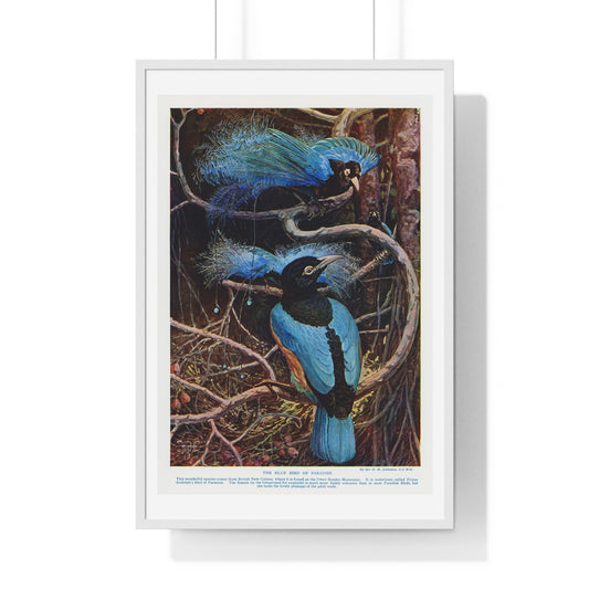 Blue Bird of Paradise Illustrated by Sir Henry Hamilton Johnston (1858-1927) from the Original, Framed Print