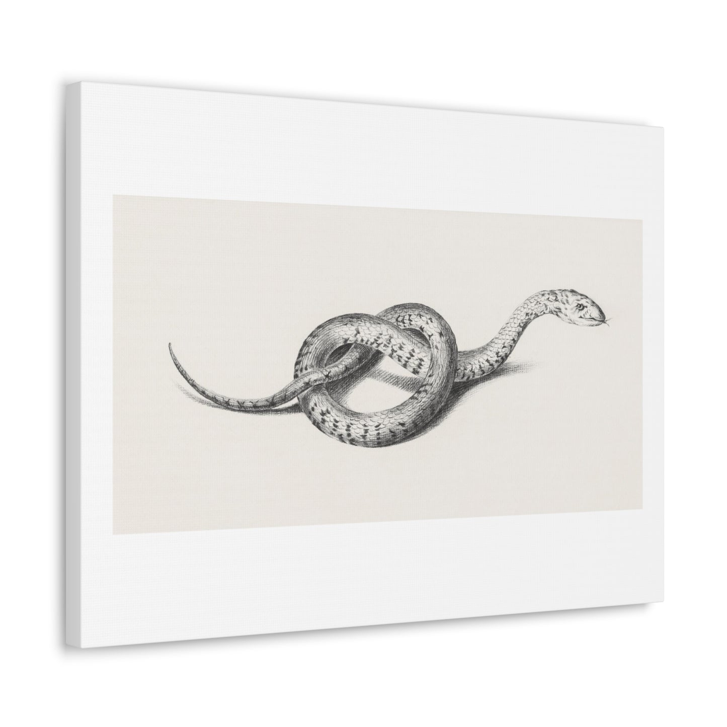 Snake Art 'Slang' (1775–1833) by Jean Bernard, Canvas Art Print from the Original