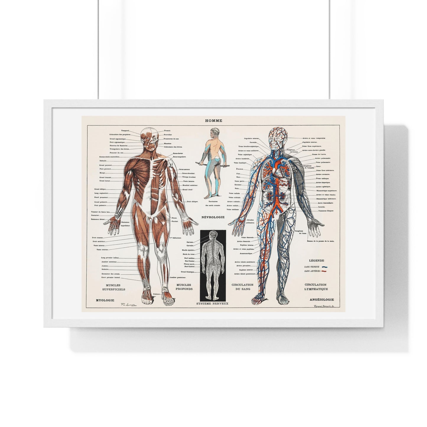 Antique illustration of a Human Nervous system and Muscular System (1900) by Claude Augé, from the Original, Framed Art Print