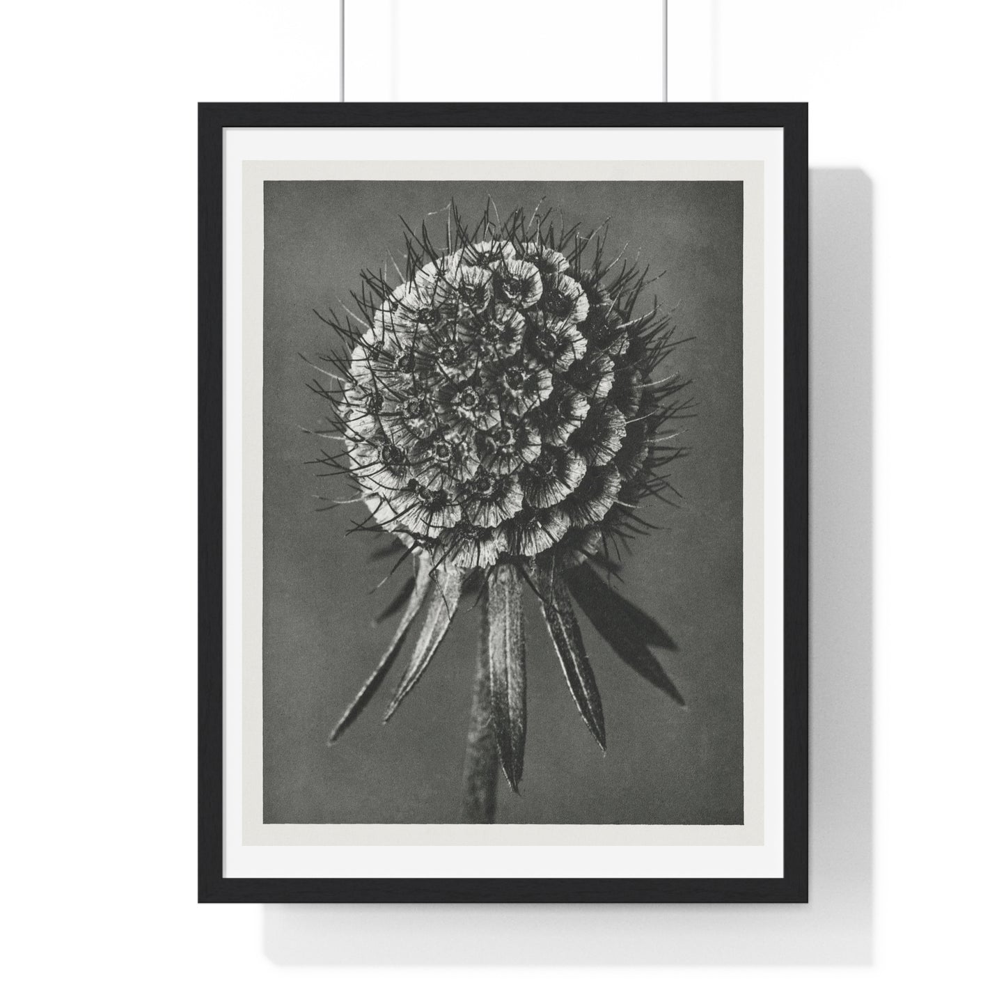 Phacelia Tanacetifolia (Lacy Phacelia) Enlarged 12 Times from 'Urformen der Kunst' (1928) by Karl Blossfeldt, from the Original, Framed Art Print