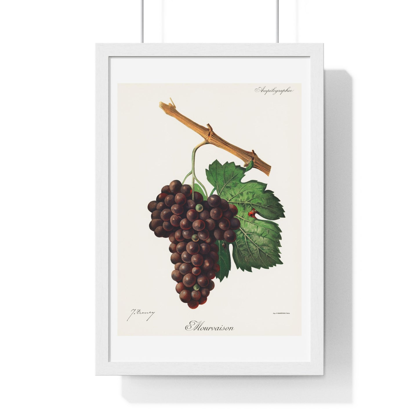 Mourvaison (1910) by Jules Troncy, Vintage Lithograph of Fresh Cluster of Grapes, from the Original, Framed Print