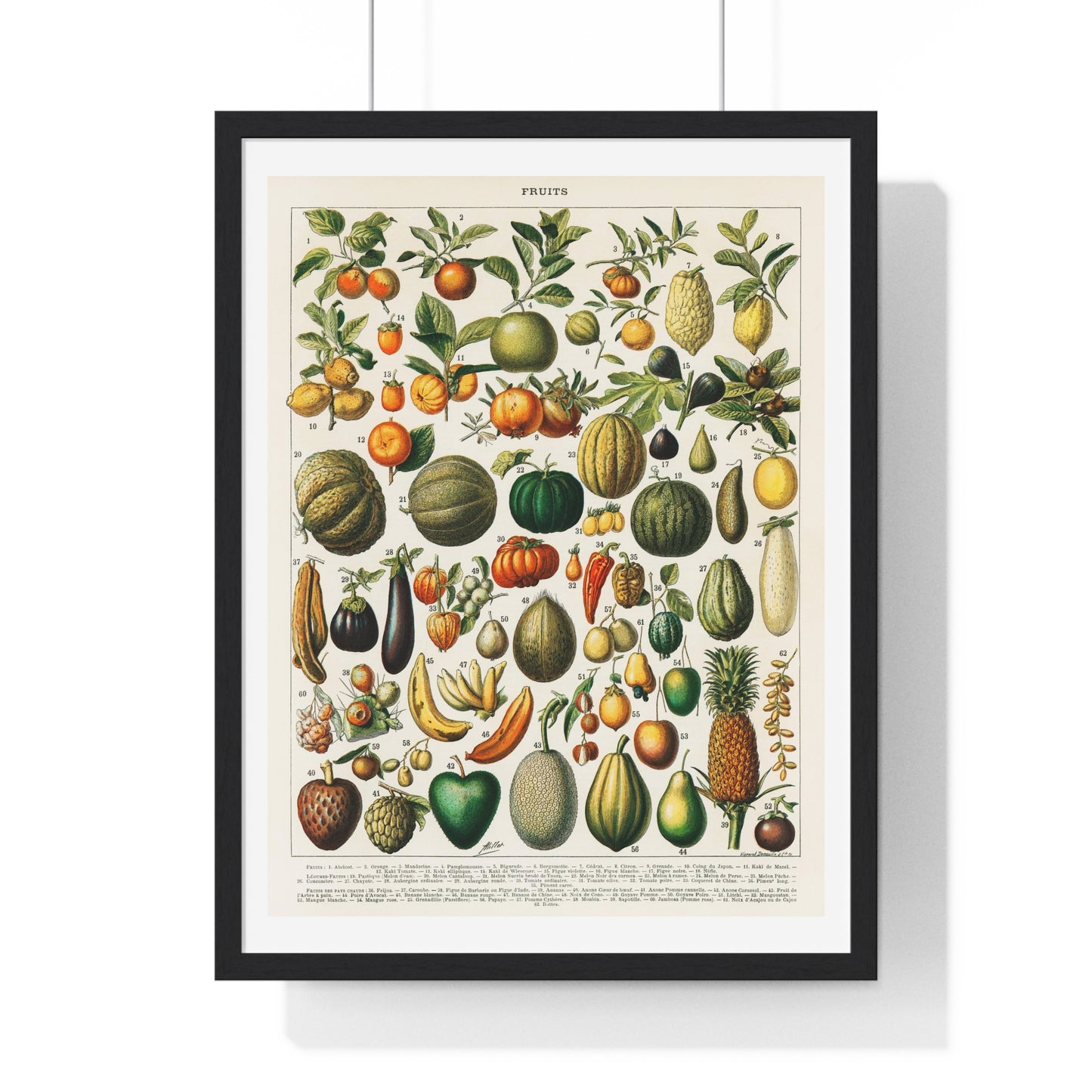 Vintage Illustration of Fruits and Vegetables from 'Nouveau Larousse Illustre' (1898), by Larousse, Pierre, Augé and Claude, from the Original, Framed Print