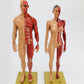 Musculoskeletal Anatomy Human Model, Medical Teaching Sculpture