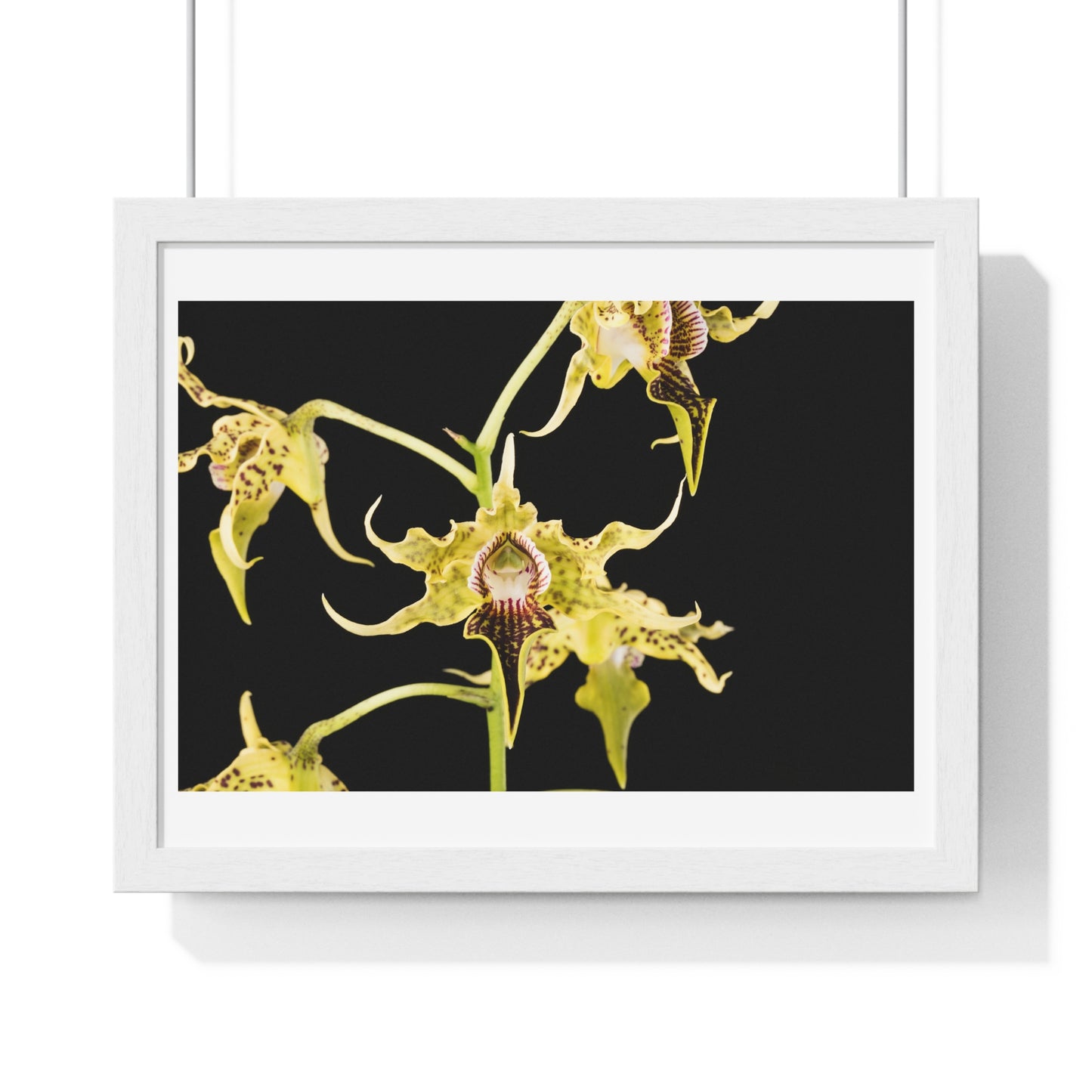 Dendrobium Alexandrae 'Fruits of Love' Orchid Essence, from the Original, Framed Print