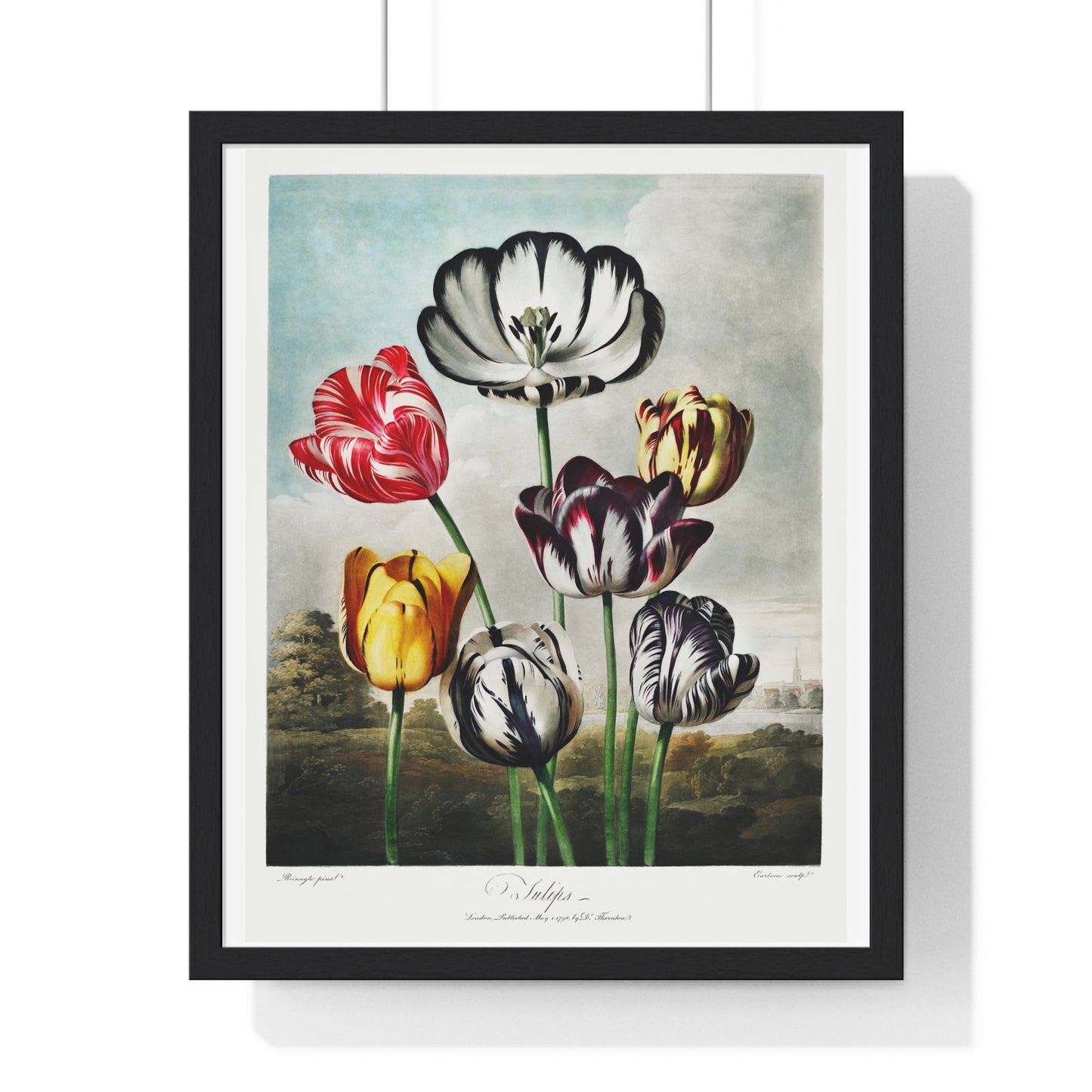 Tulips from 'The Temple of Flora' (1807) by Robert John Thornton, from the Original, Framed Art Print