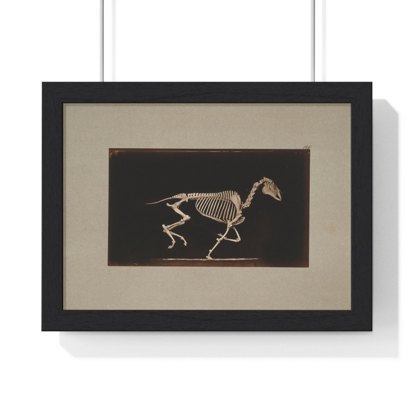 Skeleton of Horse Running, Leaving the Ground (circa 1881) by Eadweard Muybridge, from the Original, Framed Print