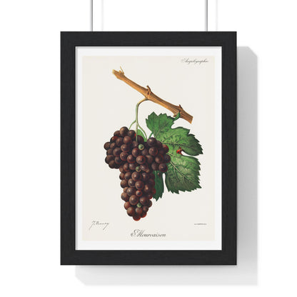 Mourvaison (1910) by Jules Troncy, Vintage Lithograph of Fresh Cluster of Grapes, from the Original, Framed Print