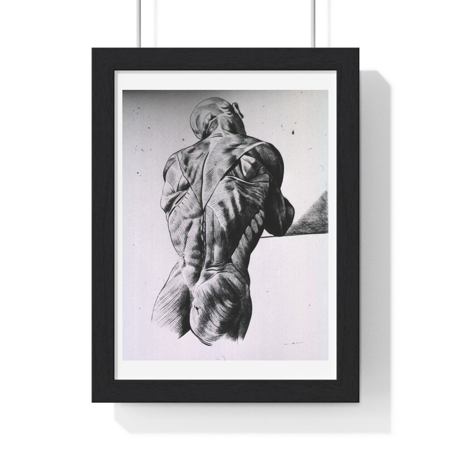 Musculature of the Human Body, Vintage Drawing, from the Original, Wooden Framed Print