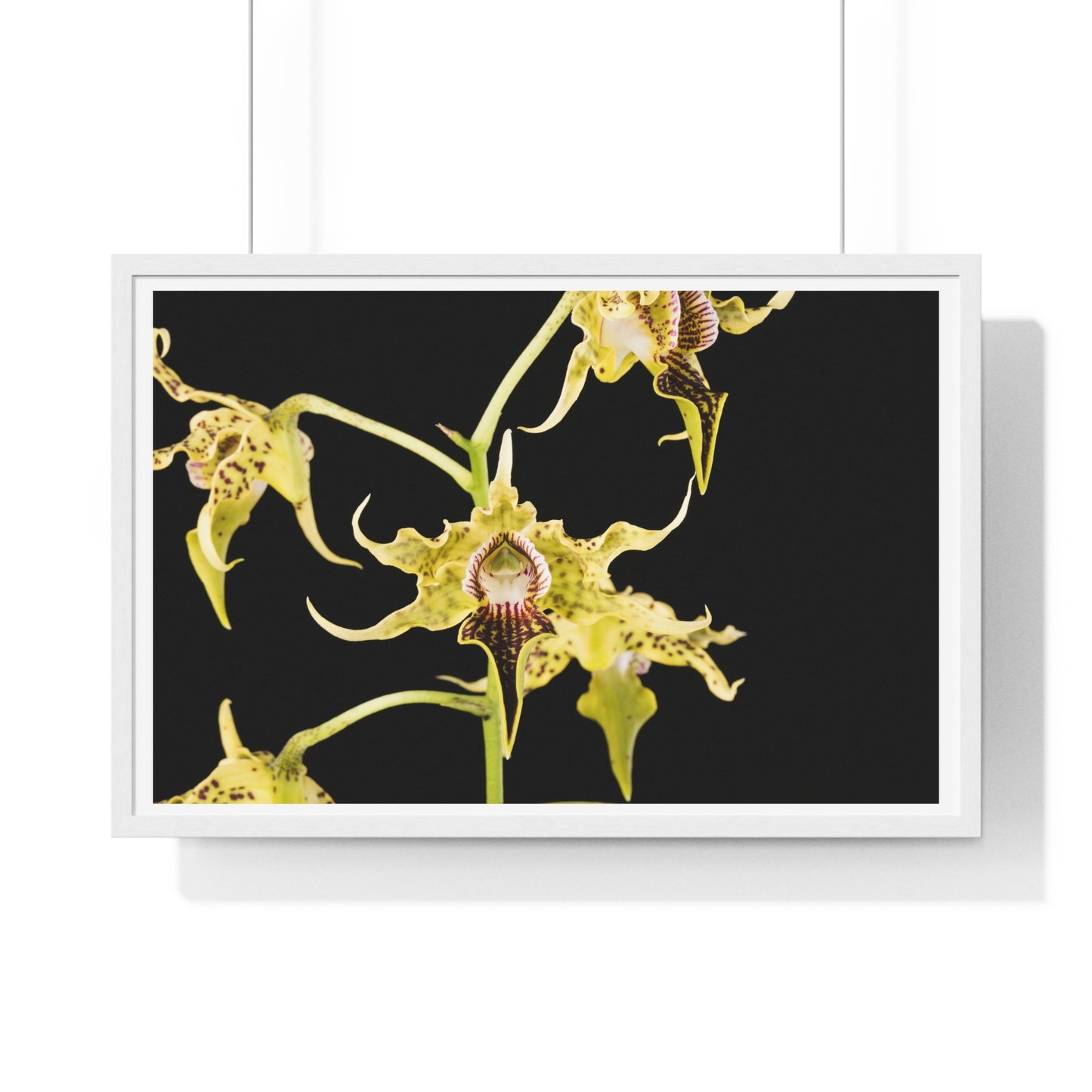 Dendrobium Alexandrae 'Fruits of Love' Orchid Essence, from the Original, Framed Print