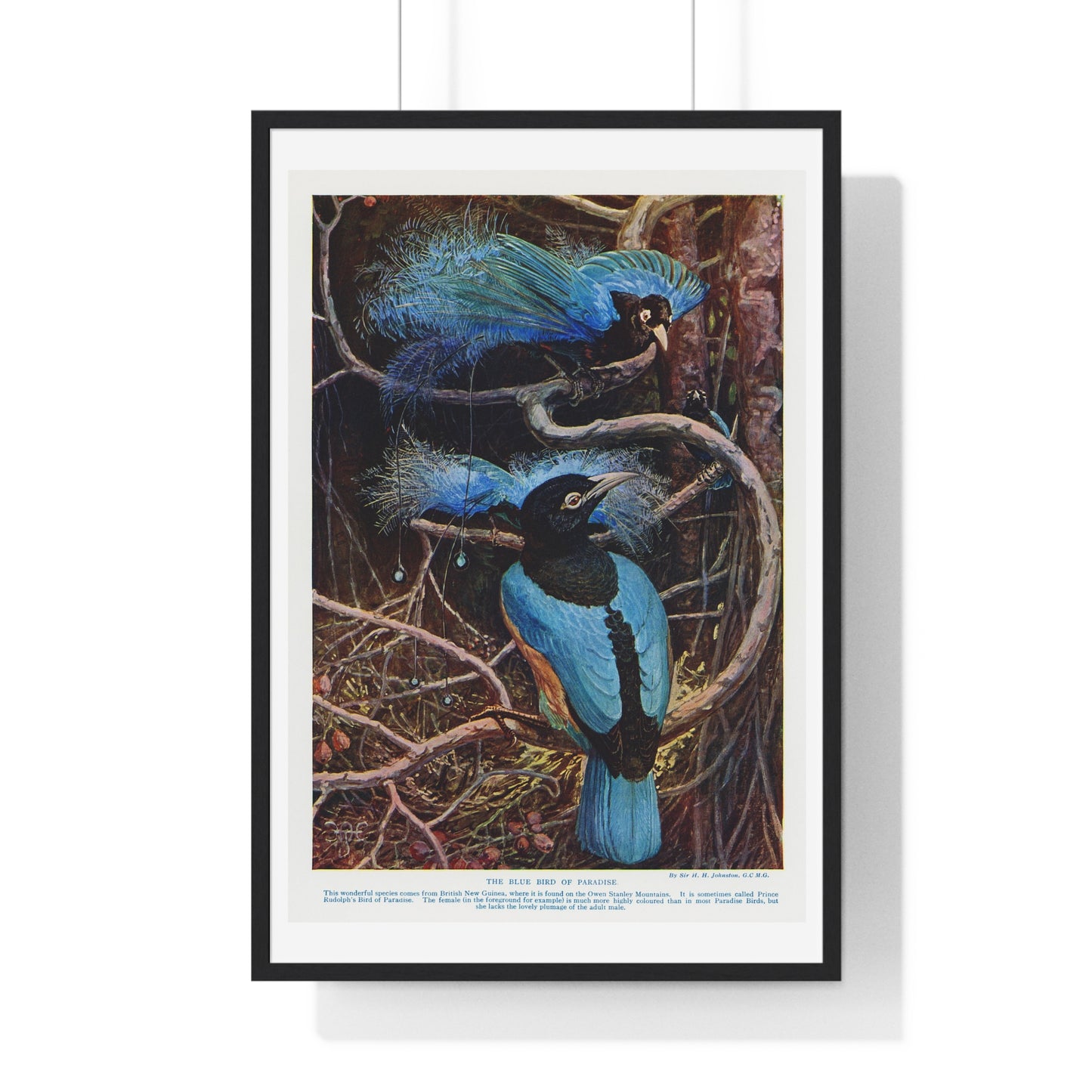 Blue Bird of Paradise, Illustration by Sir Henry Hamilton Johnston (1858-1927) from the Original, Framed Art Print