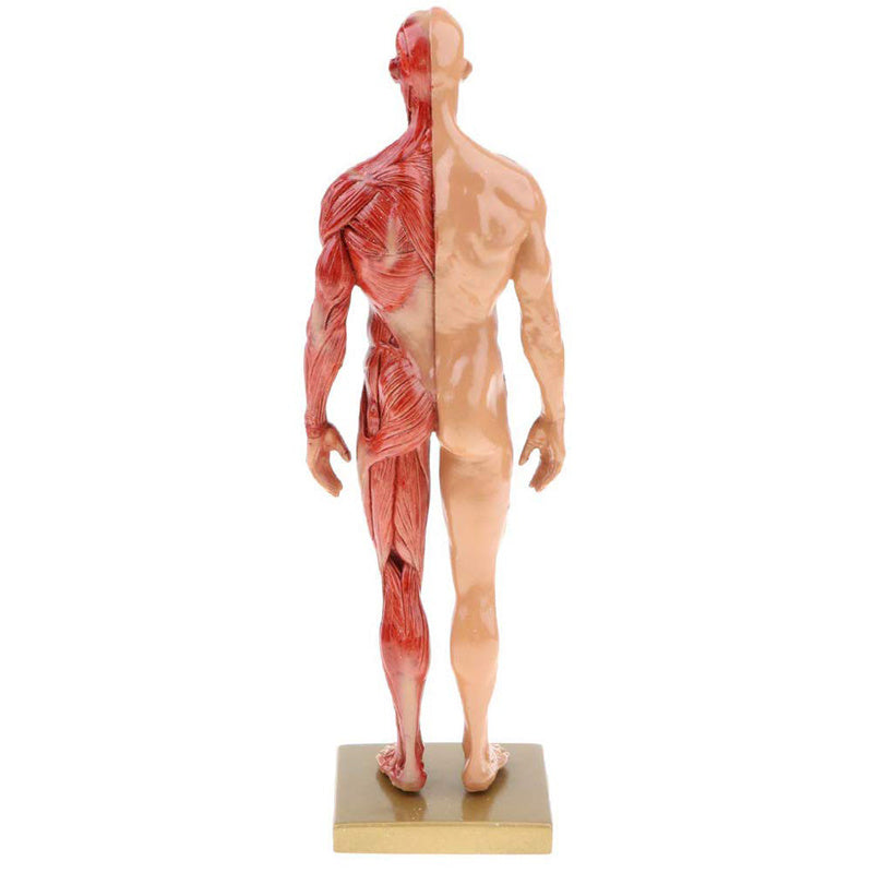 Musculoskeletal Anatomy Human Model, Medical Teaching Sculpture