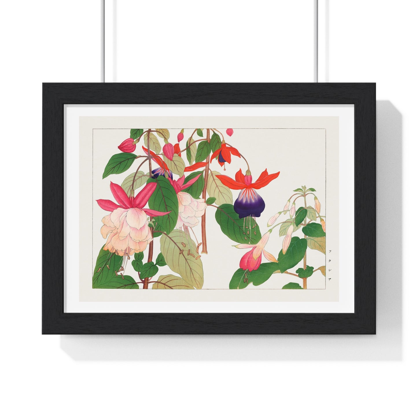 Fuchsia, Japanese Woodblock Art (1917) from Seiyō Sōka Zufu, by Tanigami Kônan, Framed Art Print