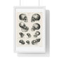 Human, Monkey and Ape Skulls from 'Volledige Natuurlijke Historie der Zoogdieren' (1845) by Schinz de Visser, from the Original, Framed Art Print