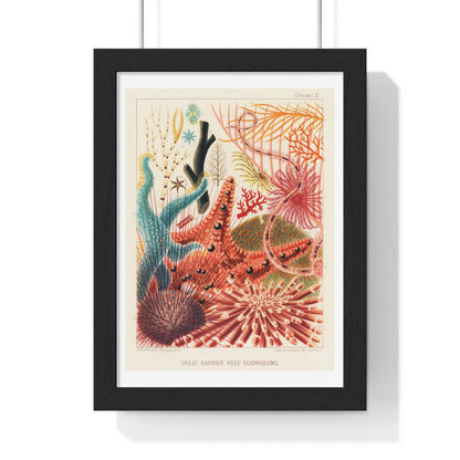 Great Barrier Reef Echinoderms from 'The Great Barrier Reef of Australia' (1893) by William Saville-Kent, from the Original, Framed Art Print