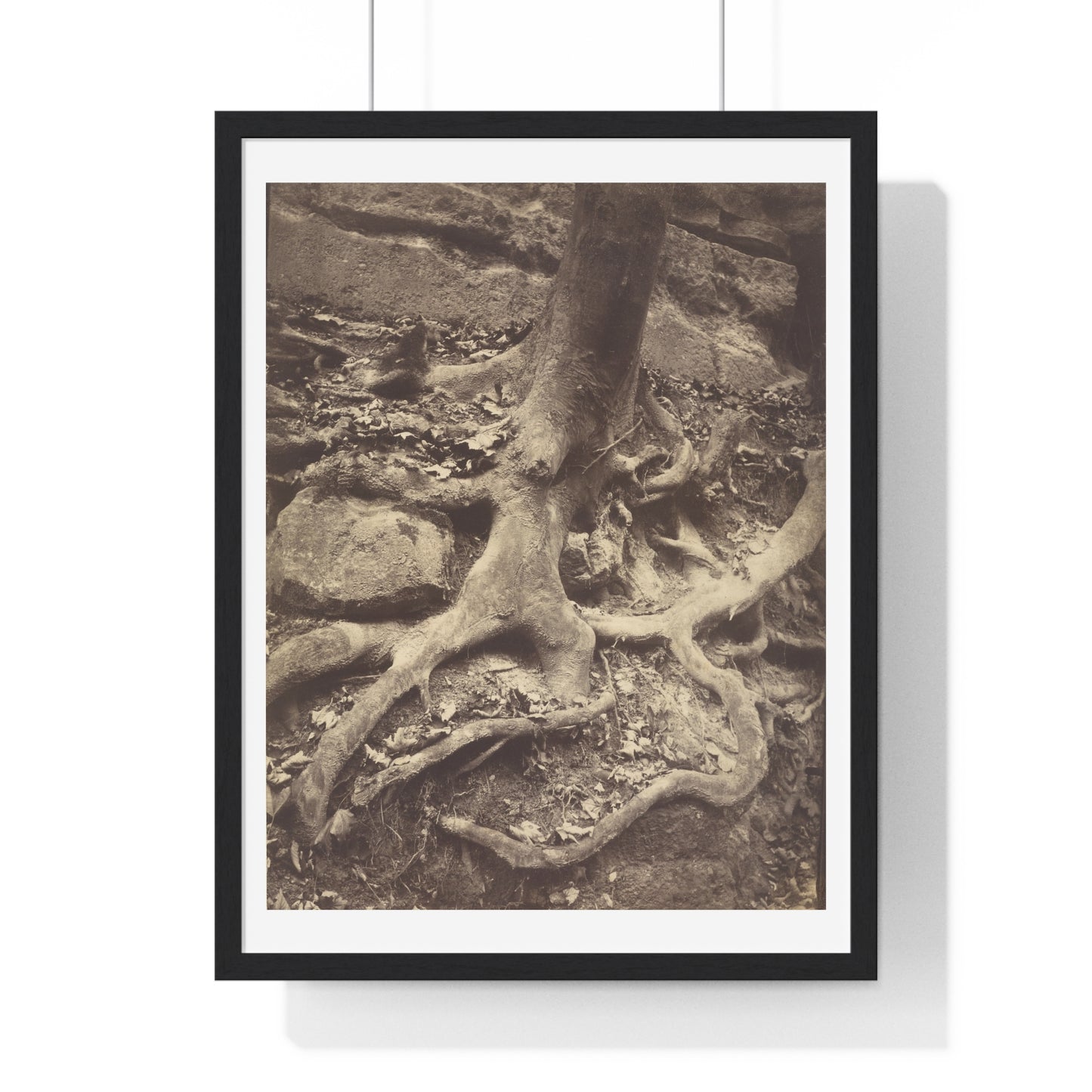 Saint Cloud, Tree Roots, Saint Cloud Park, Paris (1906) by Eugène Atget, from the Original, Wooden Framed Print