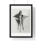 Aquilegia Chrysantha 'Golden Columbine' Enlarged Six times from Urformen der Kunst (1928) by Karl Blossfeldt, rom the Original, Framed Print