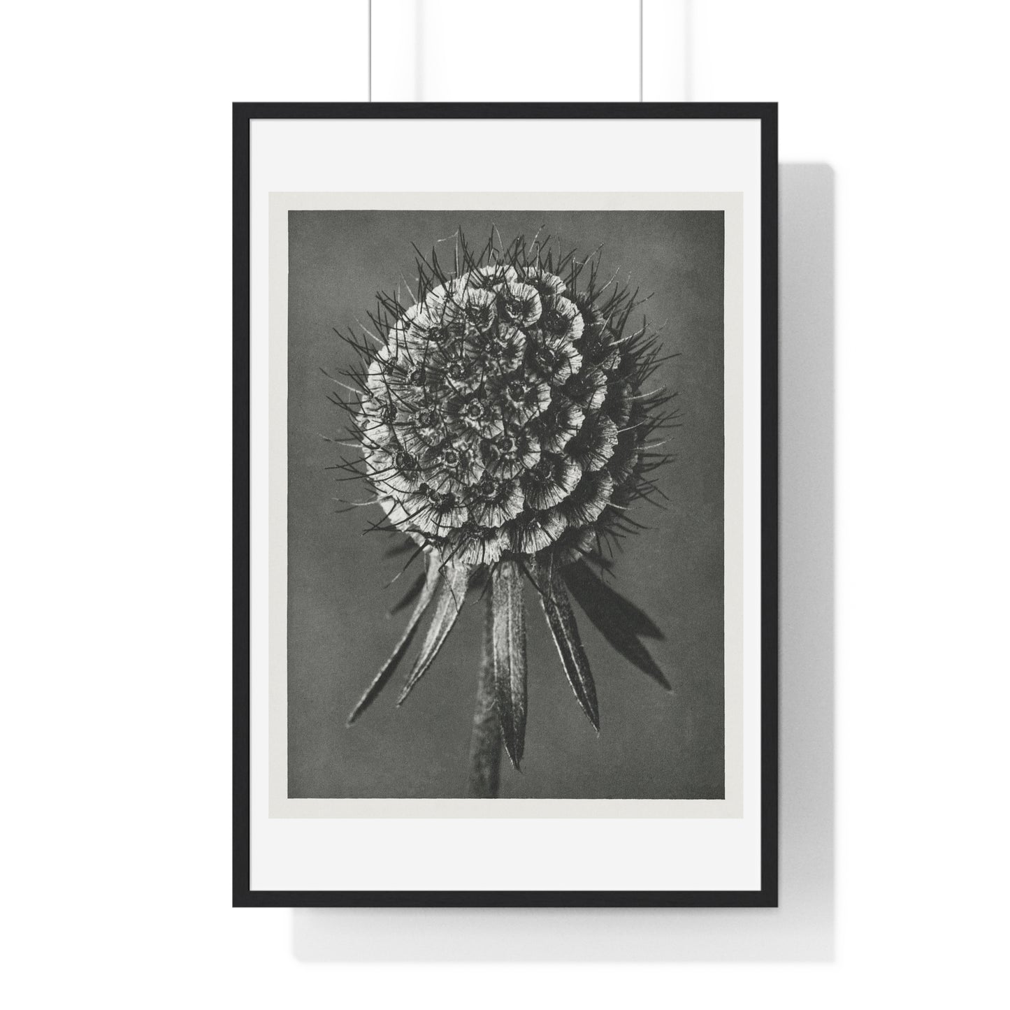 Phacelia Tanacetifolia (Lacy Phacelia) Enlarged 12 Times from 'Urformen der Kunst' (1928) by Karl Blossfeldt, from the Original, Framed Art Print