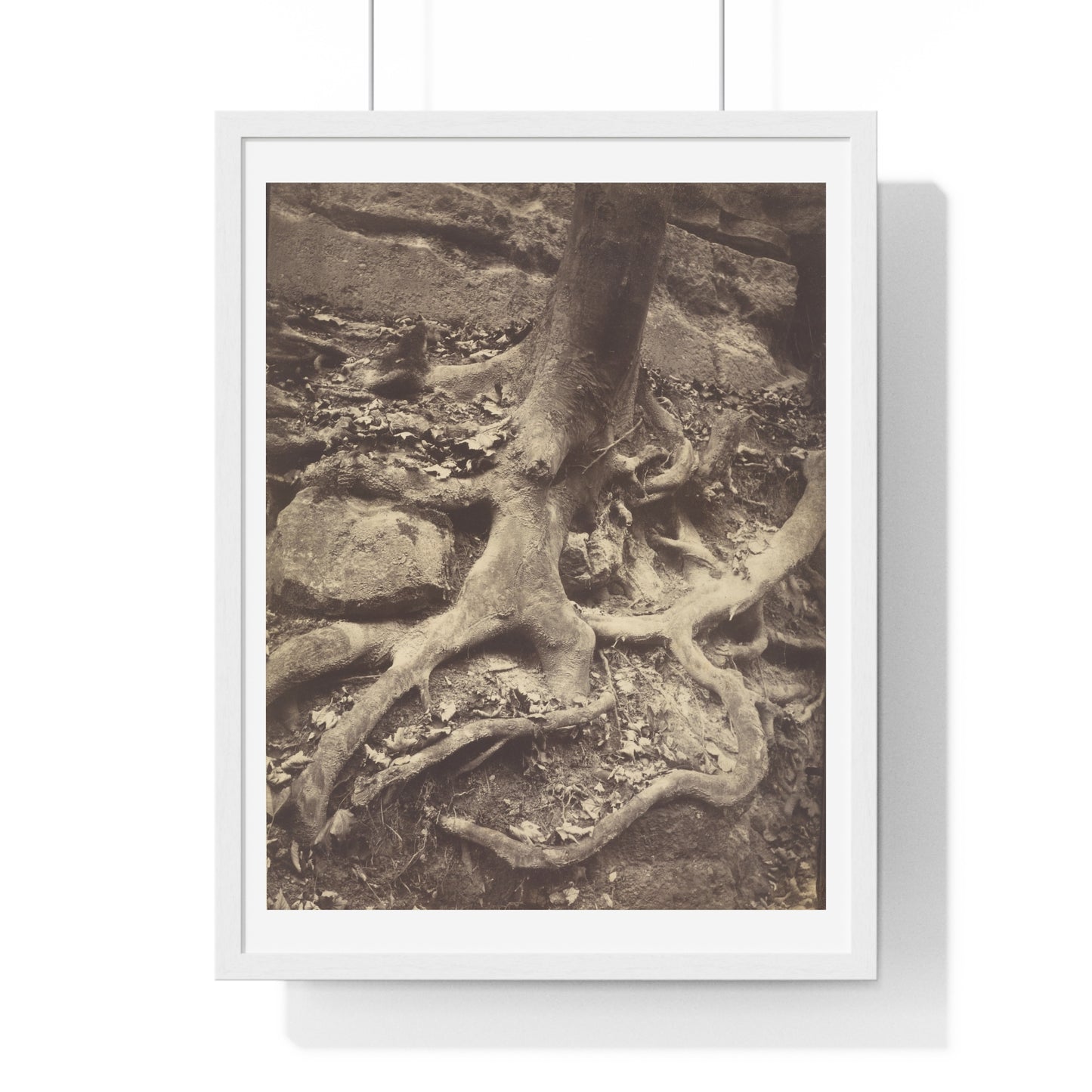 Saint Cloud, Tree Roots, Saint Cloud Park, Paris (1906) by Eugène Atget, from the Original, Wooden Framed Print