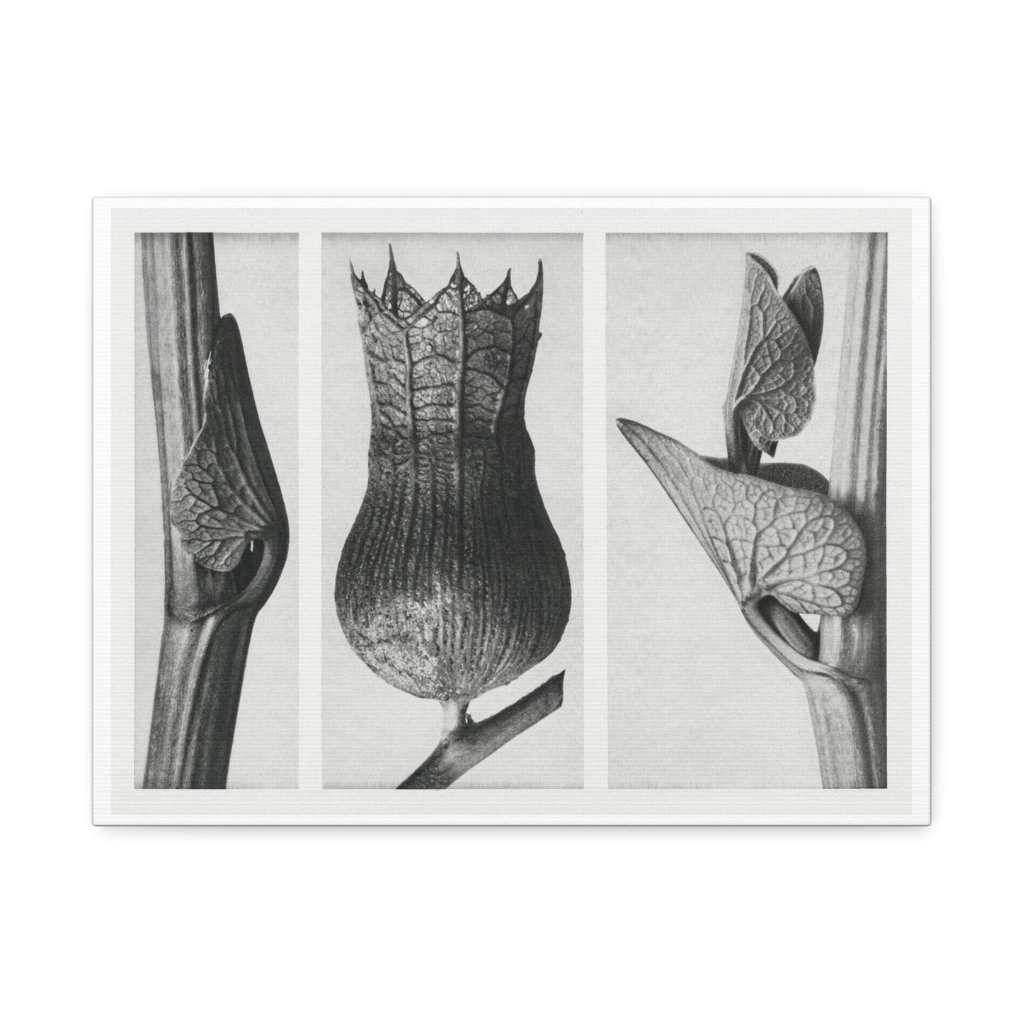 Black & White Naturalist Photography from 'Urformen der Kunst' (1928) by Karl Blossfeldt, Art Print from the Original, on Canvas