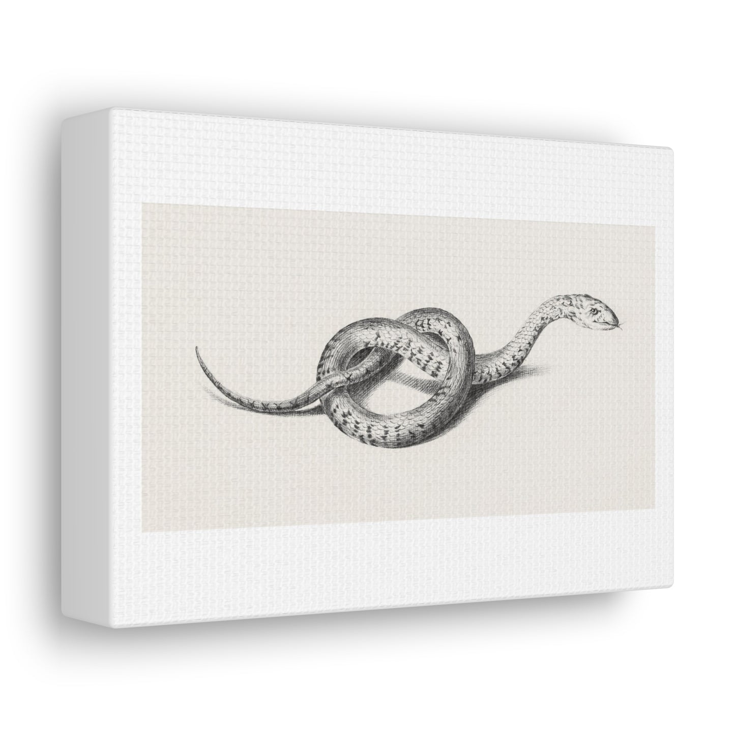 Snake Art 'Slang' (1775–1833) by Jean Bernard, Canvas Art Print from the Original