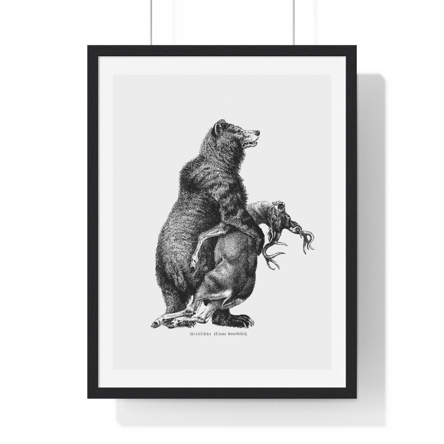 Grizzly Bear from Amerika Eine Allgemeine Landeskunde (1894) by Wilhelm Sievers from the Original, Framed Art Print