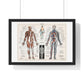 Antique illustration of a Human Nervous system and Muscular System (1900) by Claude Augé, from the Original, Framed Art Print