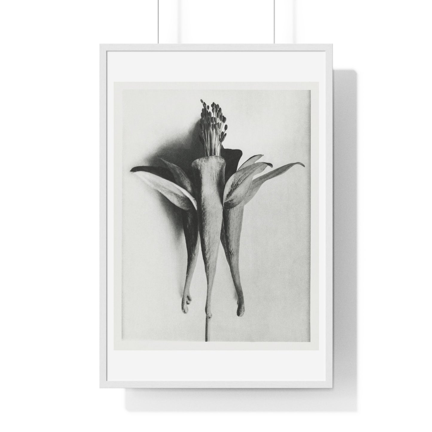 Aquilegia Chrysantha 'Golden Columbine' Enlarged Six times from Urformen der Kunst (1928) by Karl Blossfeldt, rom the Original, Framed Print