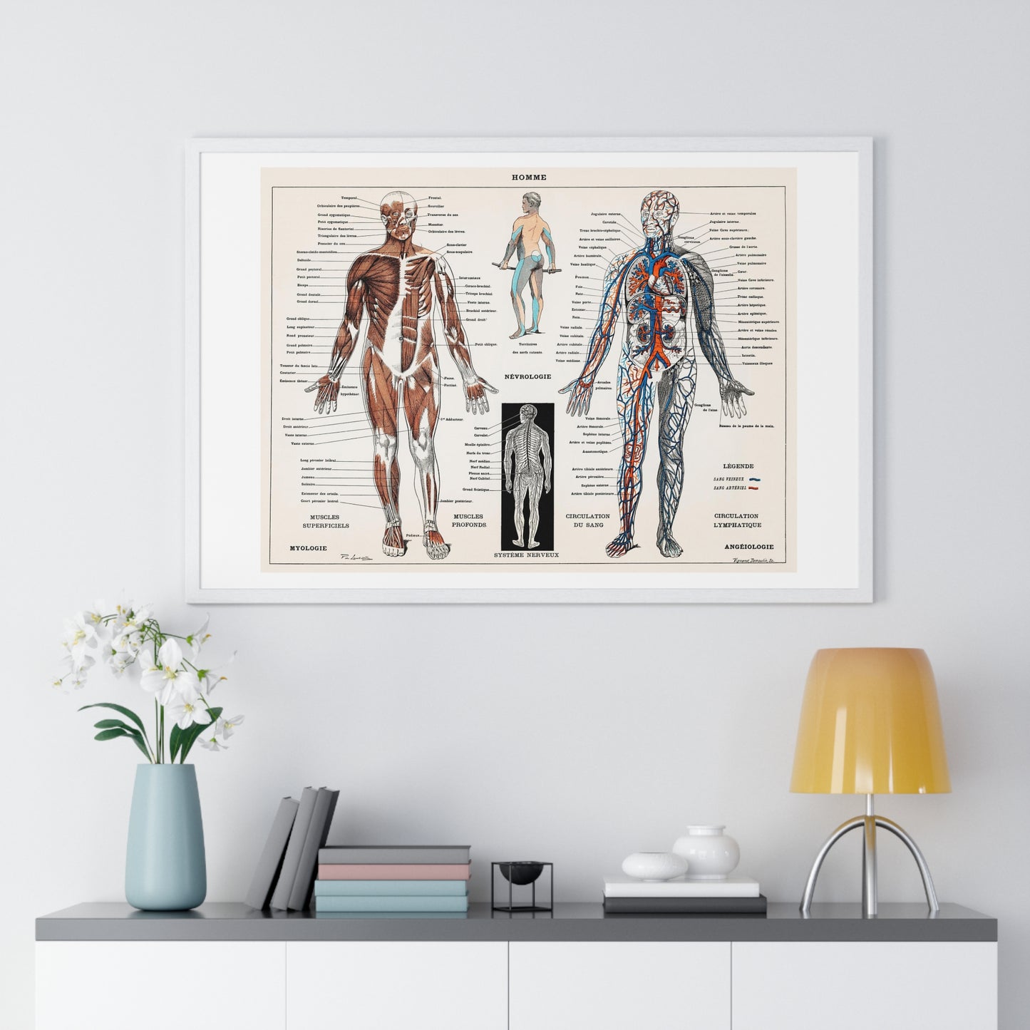 Antique illustration of a Human Nervous system and Muscular System (1900) by Claude Augé, from the Original, Framed Art Print