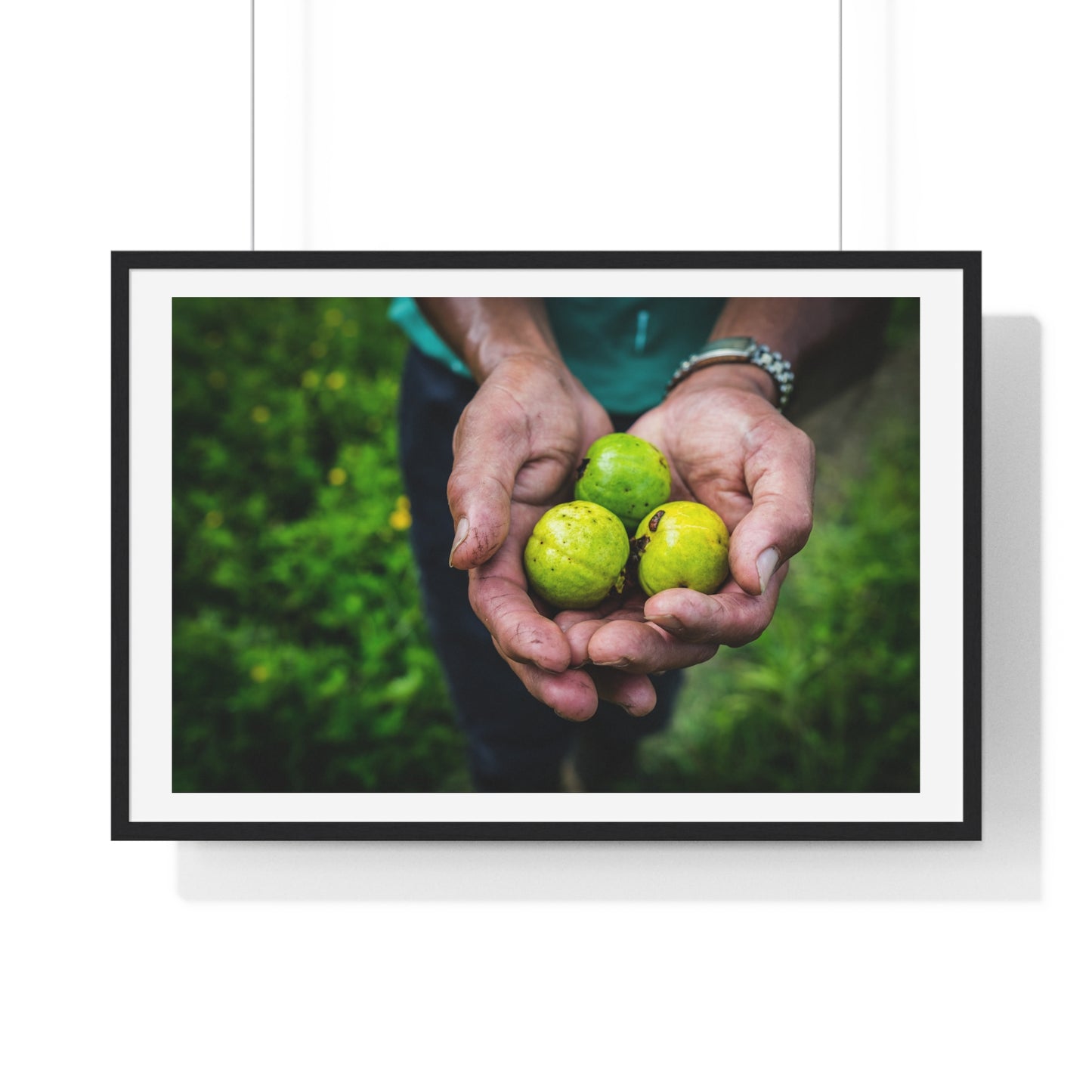 Limes in a Worker's Hands, Photographic Decor, Large Framed Print