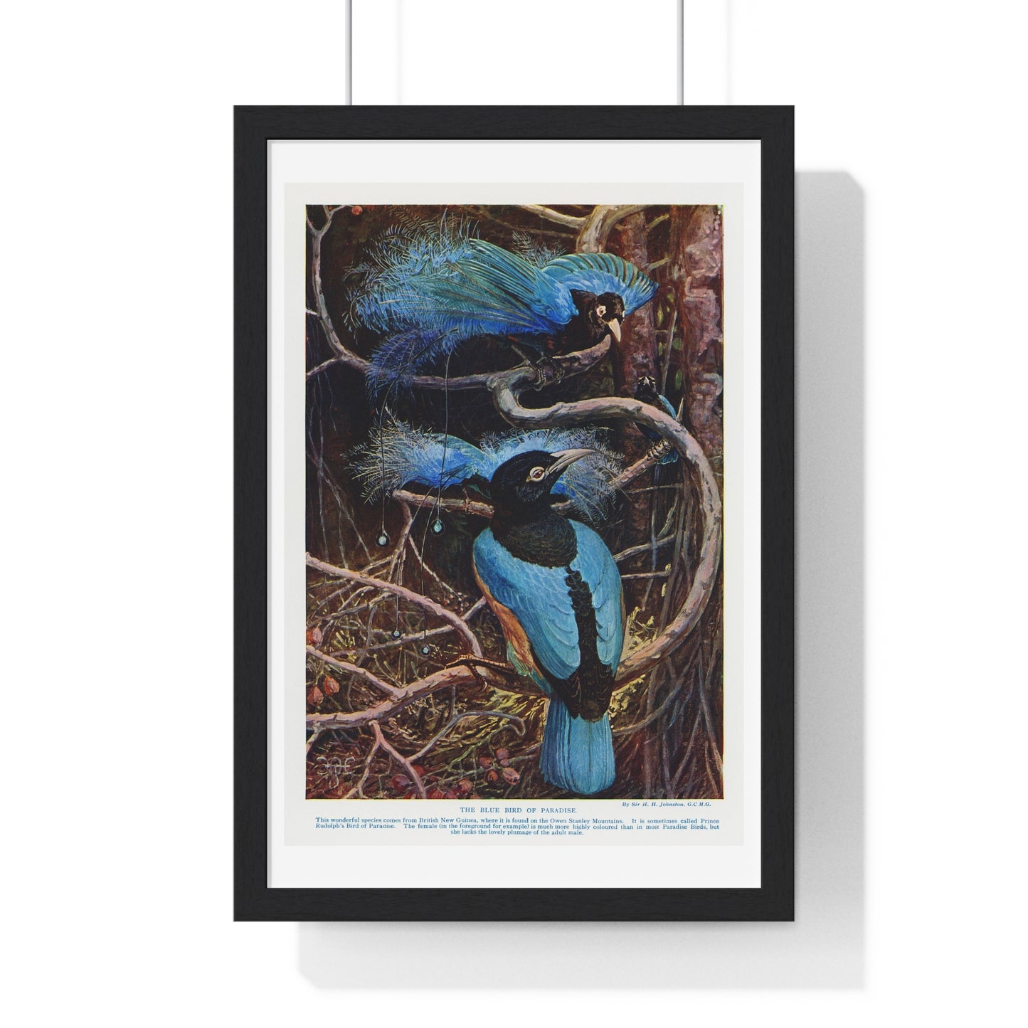 Blue Bird of Paradise Illustrated by Sir Henry Hamilton Johnston (1858-1927) from the Original, Framed Print