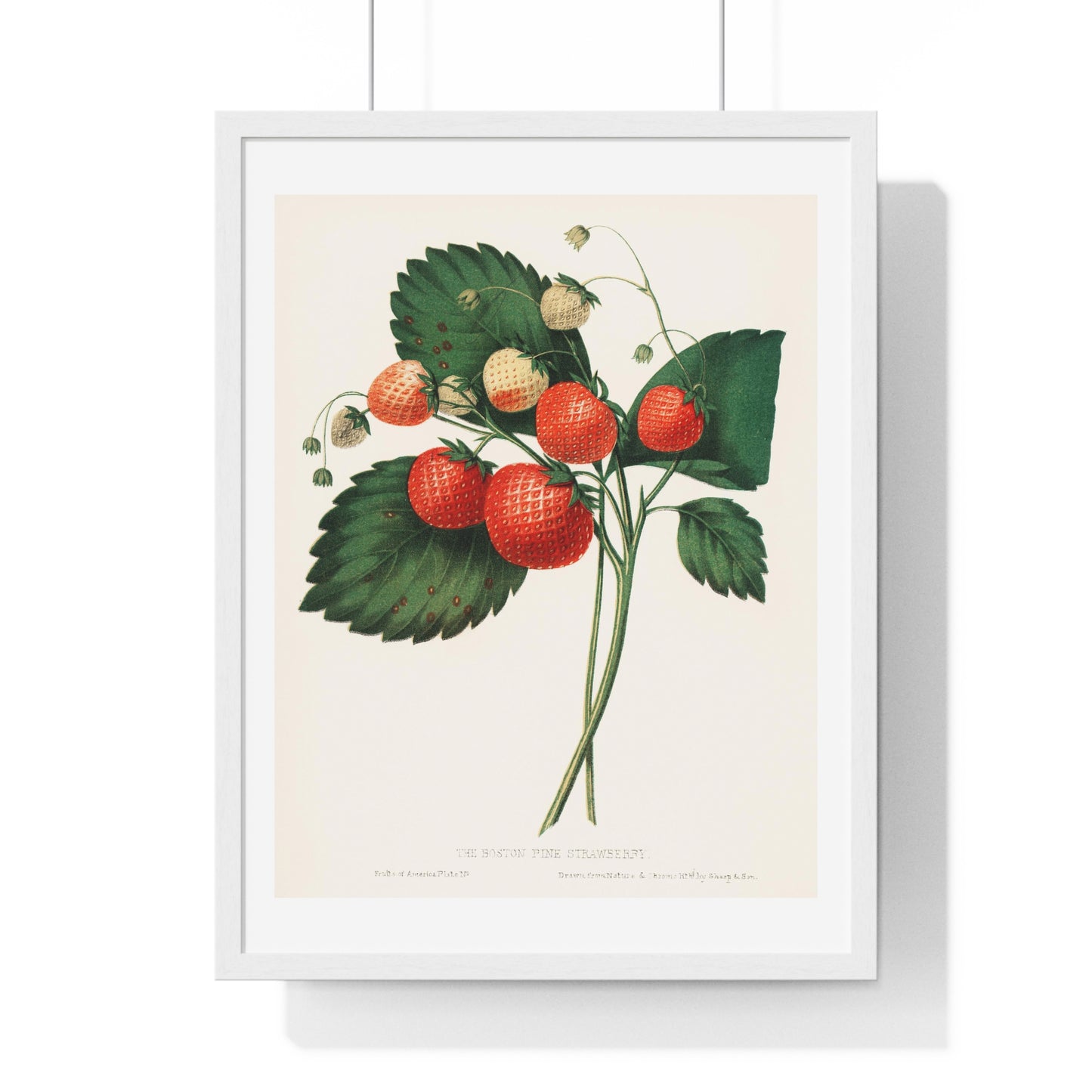 The Boston Pine Strawberry (1852) Vintage Illustration by Charles Hovey, from the Original, Framed Art Print