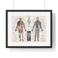 Antique illustration of a Human Nervous system and Muscular System (1900) by Claude Augé, from the Original, Framed Art Print