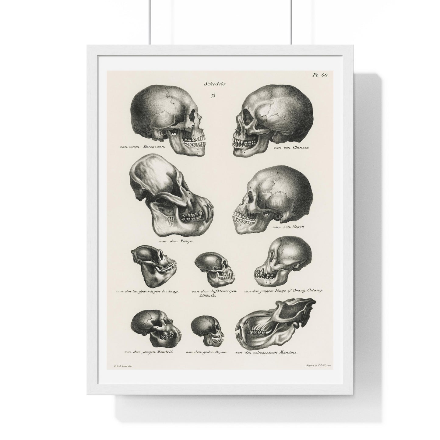 Human, Monkey and Ape Skulls from 'Volledige Natuurlijke Historie der Zoogdieren' (1845) by Schinz de Visser, from the Original, Framed Art Print