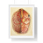 Brain Posterior View, Colour Lithograph by Brocades Great Britain, from the Original,  Framed Art Print