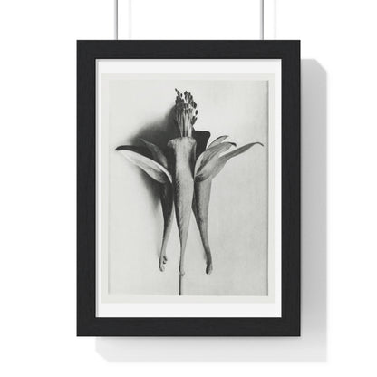 Aquilegia Chrysantha 'Golden Columbine' Enlarged Six times from Urformen der Kunst (1928) by Karl Blossfeldt, rom the Original, Framed Print