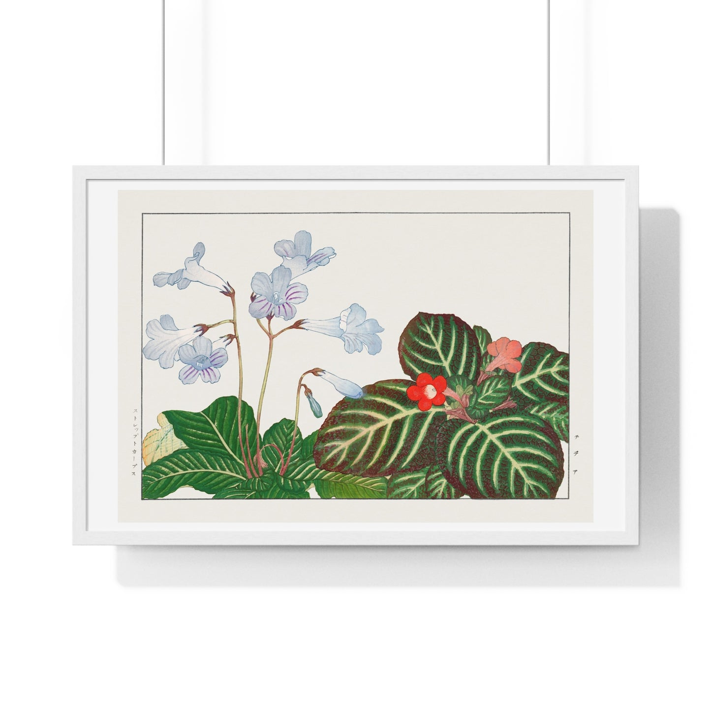 Vintage Tydea and Cape Primrose Flower (1917) Japanese Woodblock Art by Kônan Tanigami, from the Original, Framed Art Print