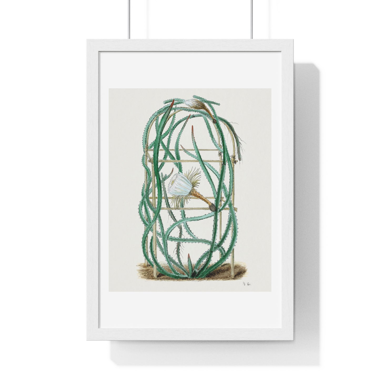 Snake Cactus, from 'Familie Der Cacteen' (1893-1905) from the Original, Framed Art Print