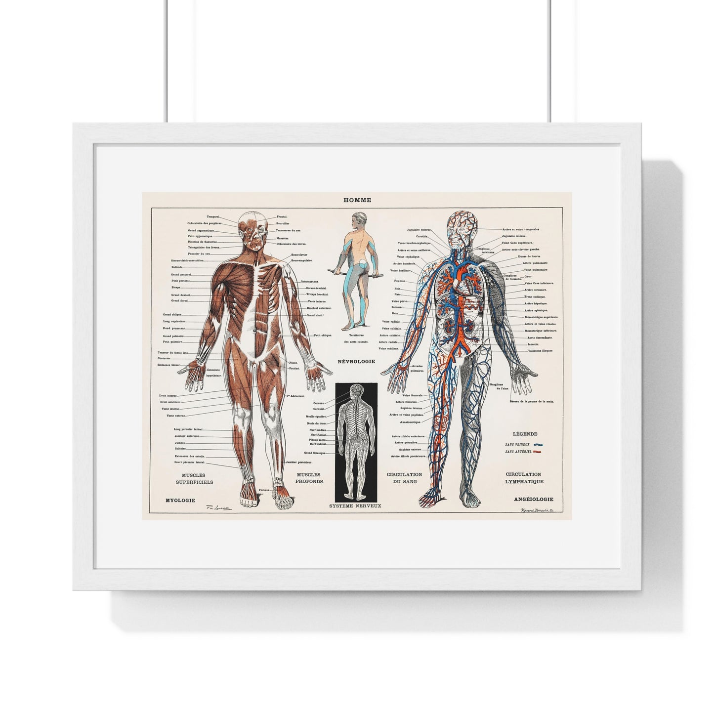 Antique illustration of a Human Nervous system and Muscular System (1900) by Claude Augé, from the Original, Framed Art Print