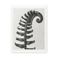 Polystichum Munitum (Prickly Shield Fern) Enlarged Six Times from 'Urformen der Kunst' (1928) by Karl Blossfeldt, Art Print from the Original, on Canvas