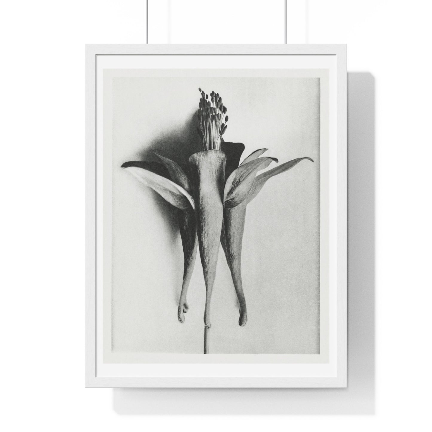 Aquilegia Chrysantha 'Golden Columbine' Enlarged Six times from Urformen der Kunst (1928) by Karl Blossfeldt, rom the Original, Framed Print