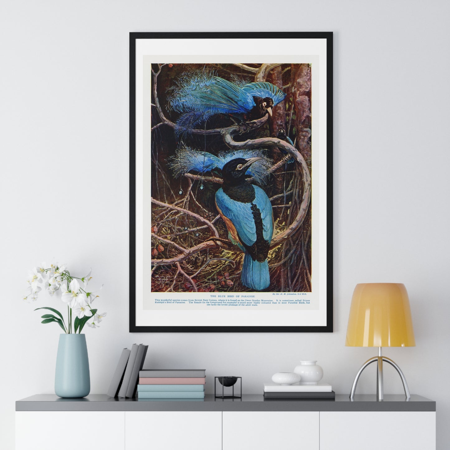 Blue Bird of Paradise Illustrated by Sir Henry Hamilton Johnston (1858-1927) from the Original, Framed Print