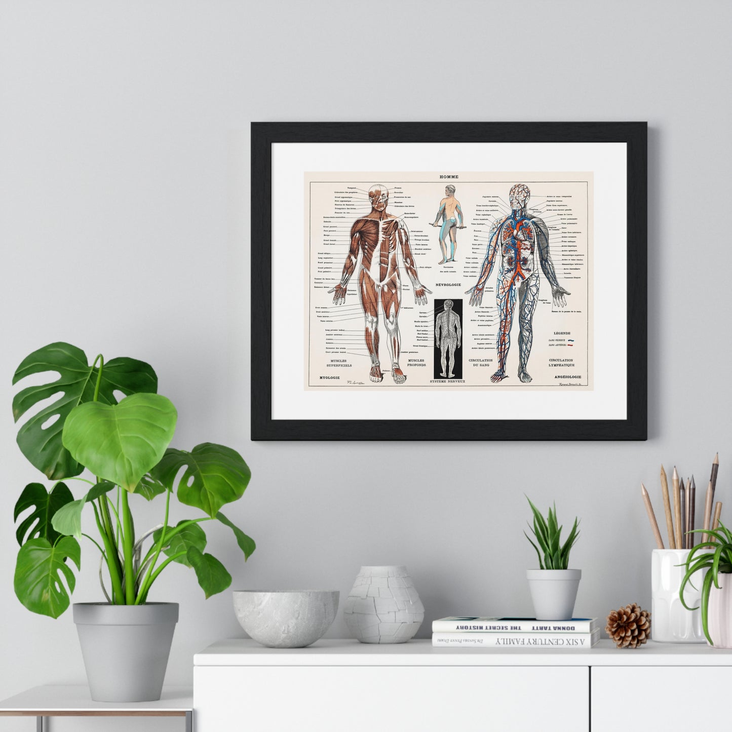 Antique illustration of a Human Nervous system and Muscular System (1900) by Claude Augé, from the Original, Framed Art Print